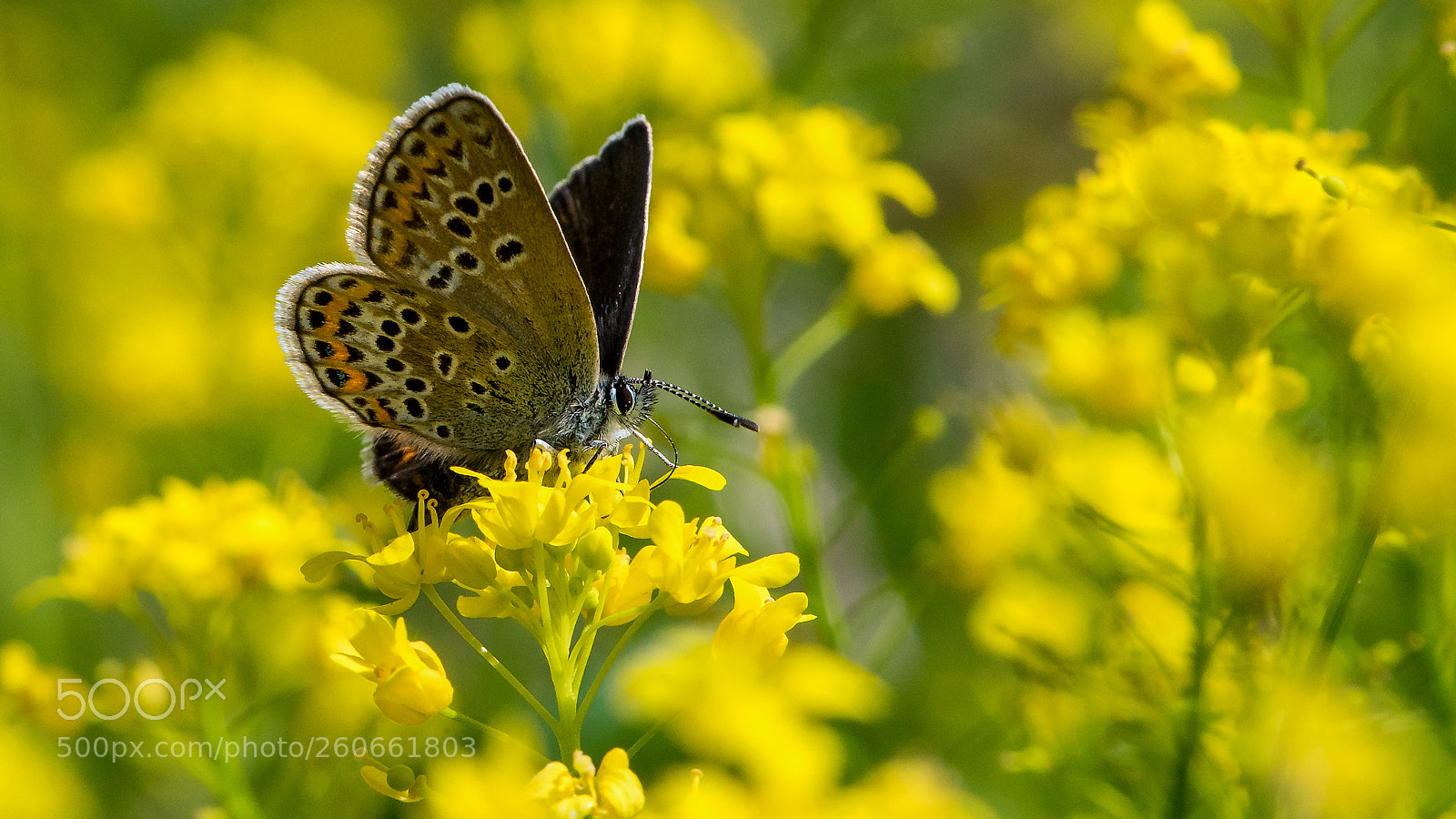 Sony a7 II sample photo. Yellow photography