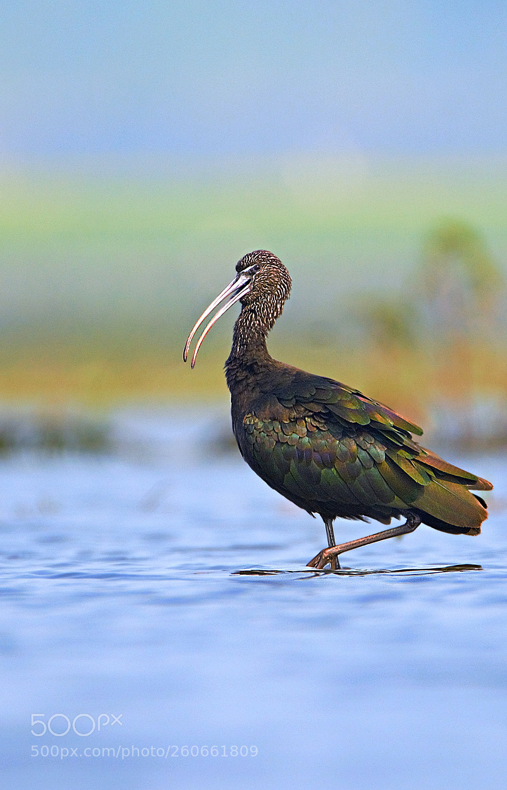 Nikon D7100 sample photo. Glossy ibis photography