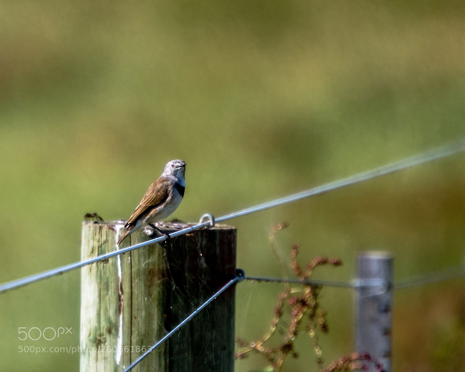 Nikon D7200 sample photo. Tiny i photography