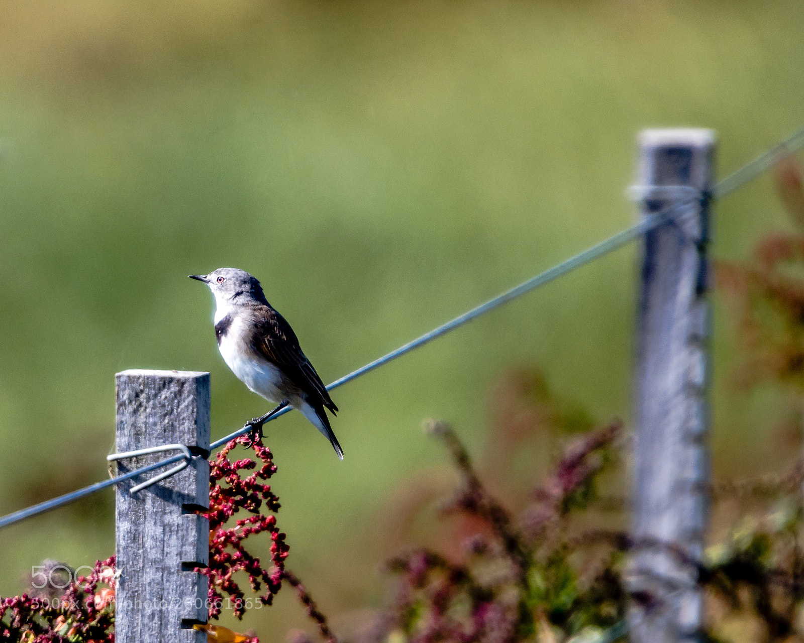 Nikon D7200 sample photo. Tiny ii photography