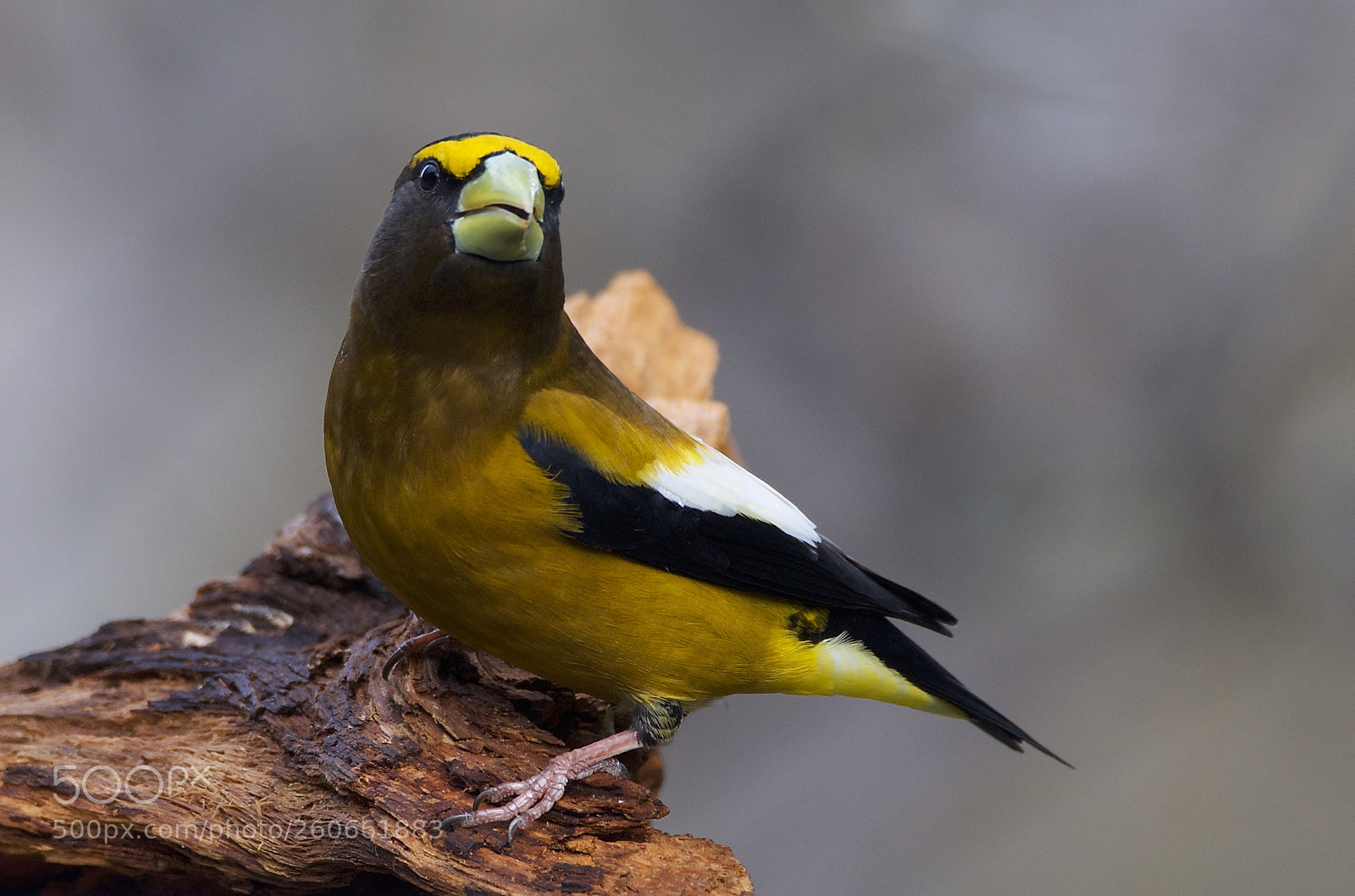 Nikon D7000 sample photo. Evening grosbeak photography