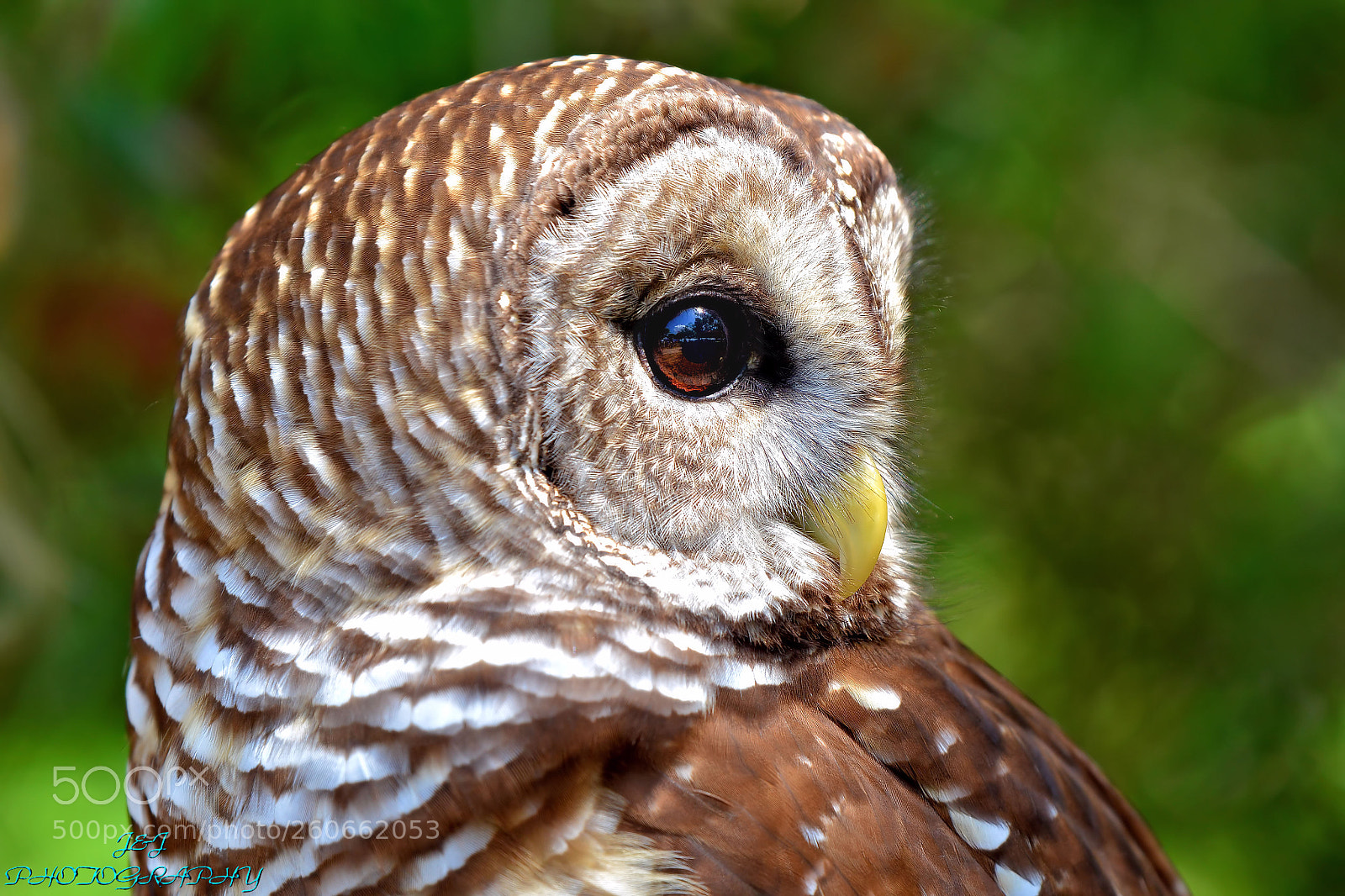 Nikon D7100 sample photo. Owl photography