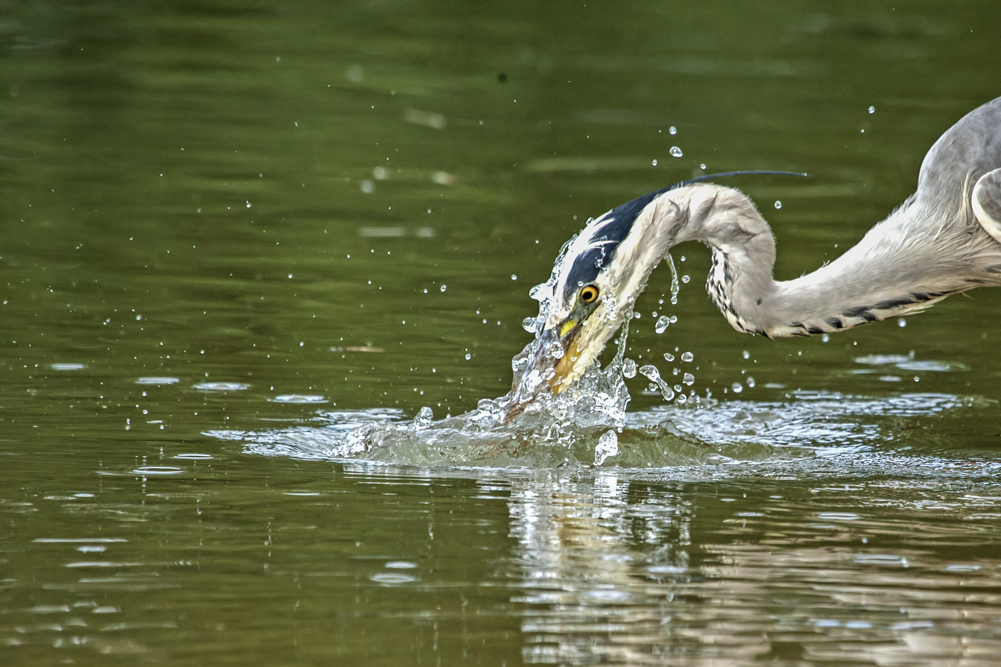 Canon EOS-1D Mark III sample photo. Splash photography