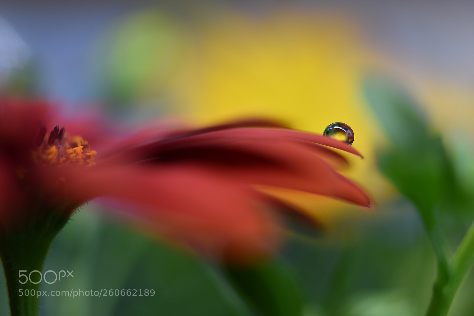 Nikon D750 sample photo. A colorful summer day photography