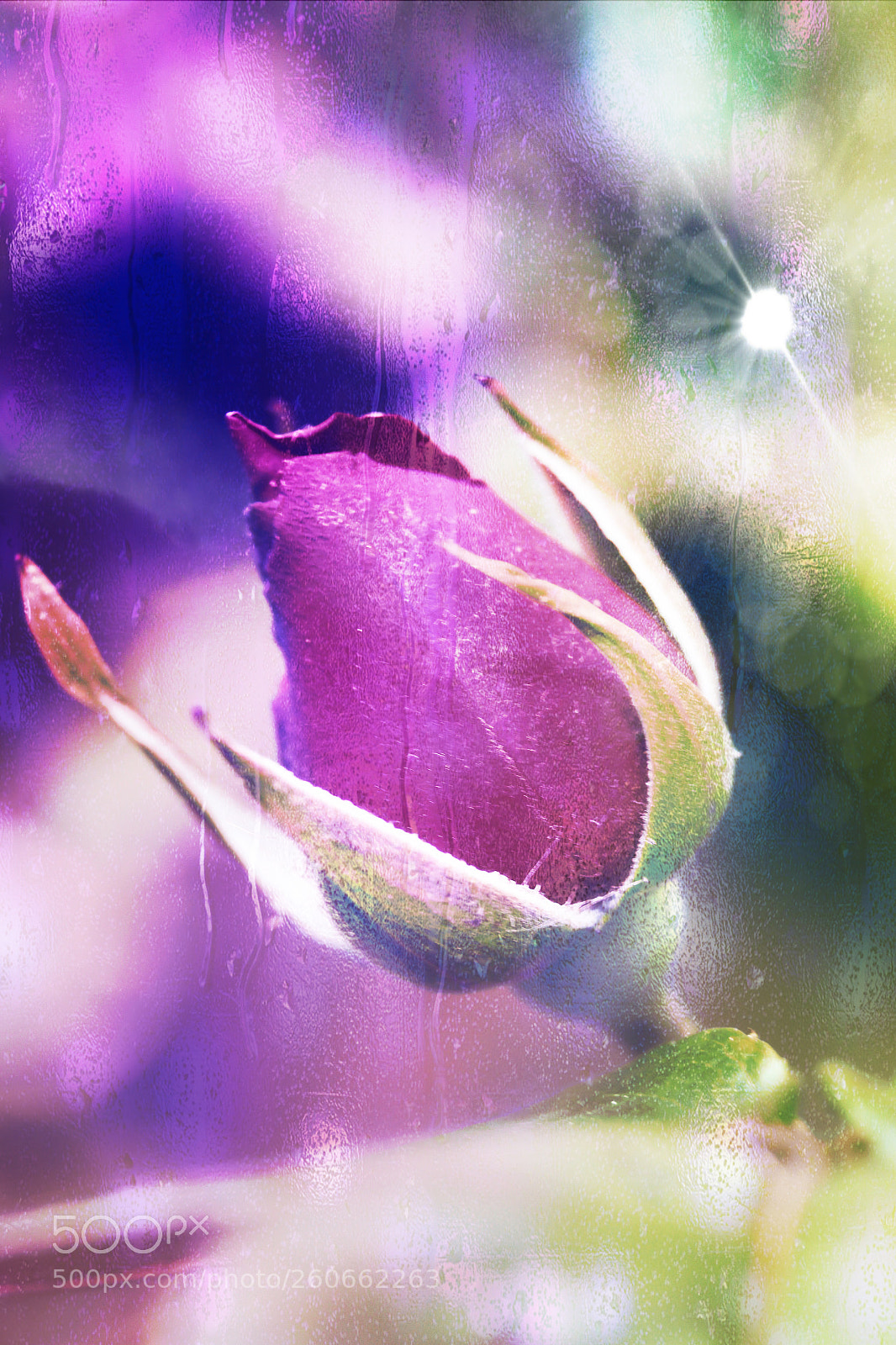 Canon EOS 700D (EOS Rebel T5i / EOS Kiss X7i) sample photo. Rosebud photography