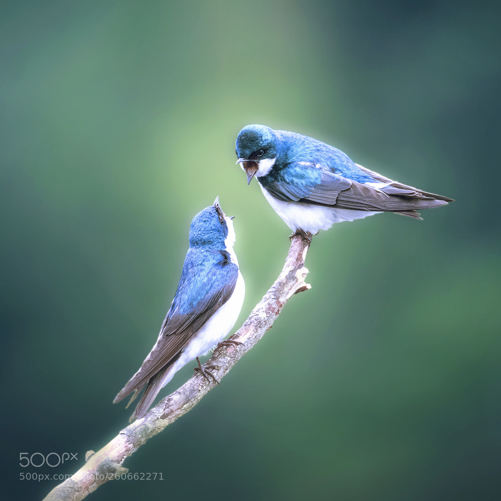 Canon EOS 5DS R sample photo. Little conversation photography
