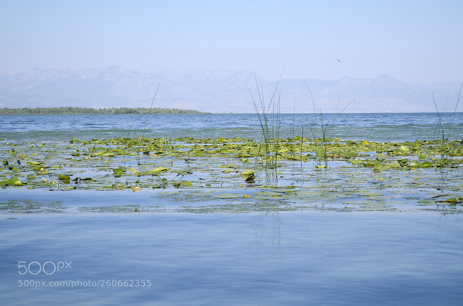 Nikon D7000 sample photo. Skadar lake photography