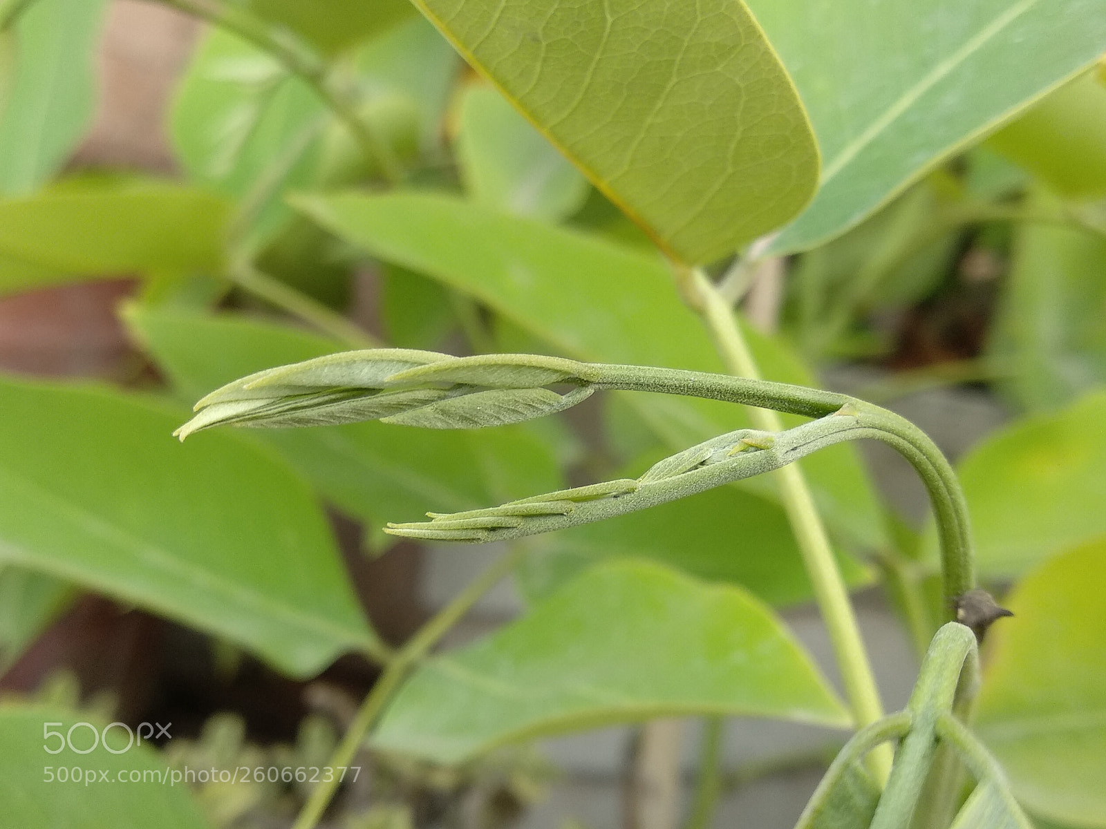 Xiaomi Mi A1 sample photo. Untitled photography