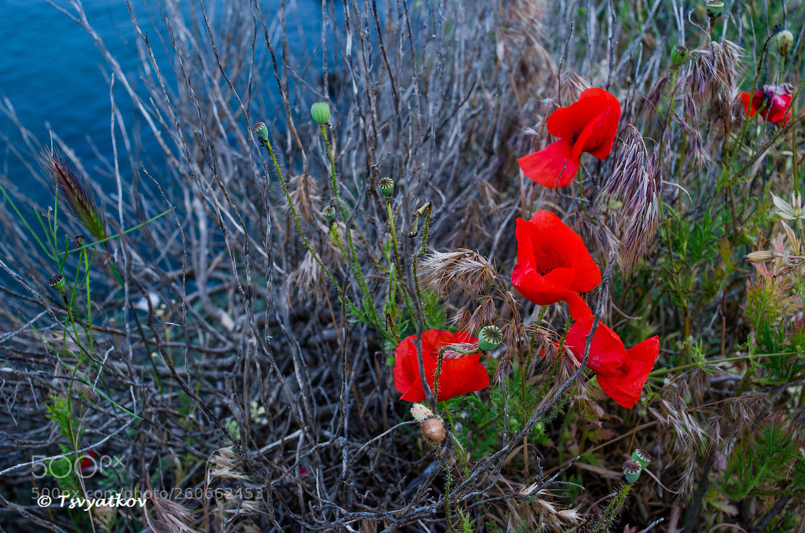Nikon D7000 sample photo. Spring poppies photography