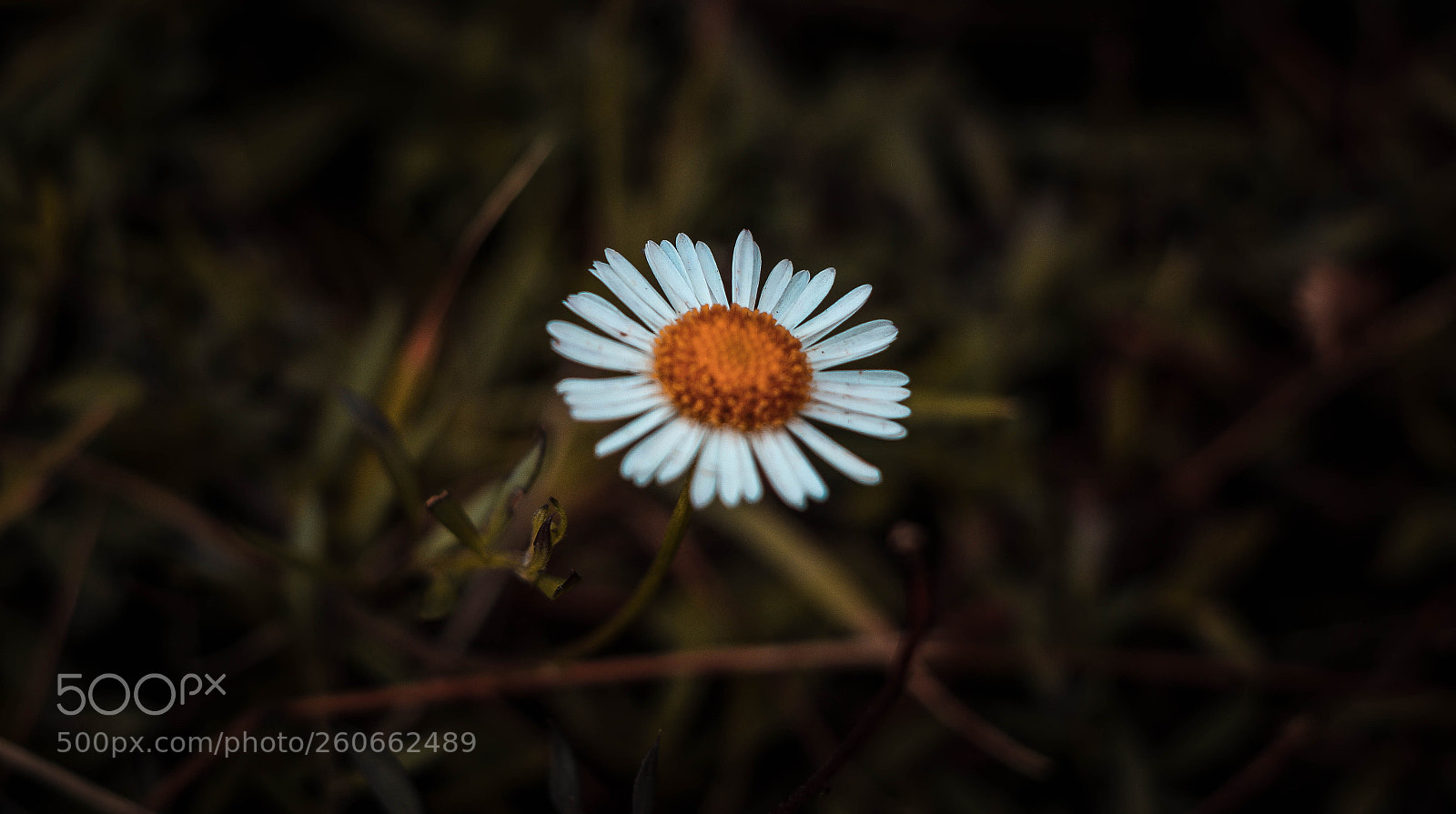Canon EOS 70D sample photo. Flower bloom in morning photography