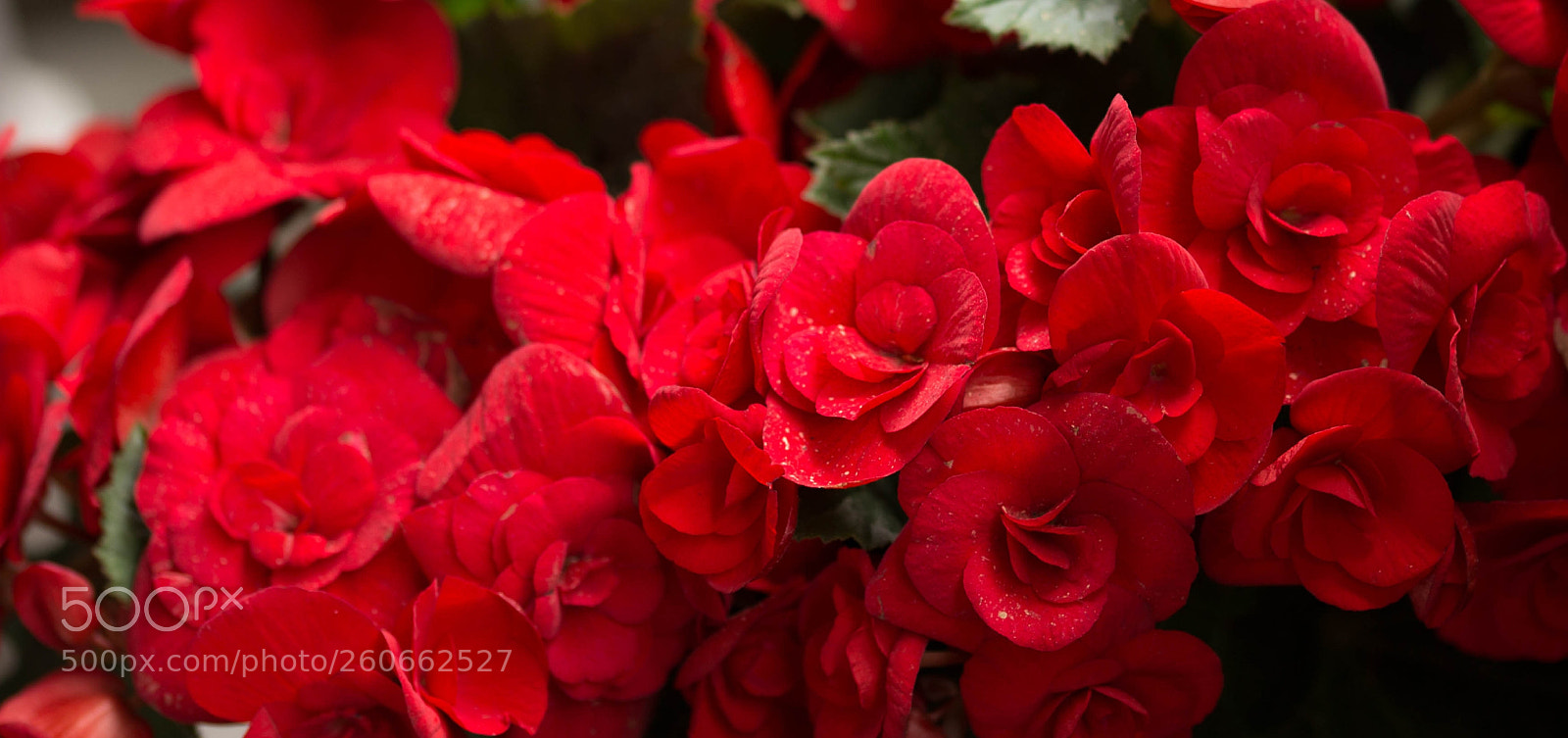 Canon EOS 6D sample photo. Untitled photography