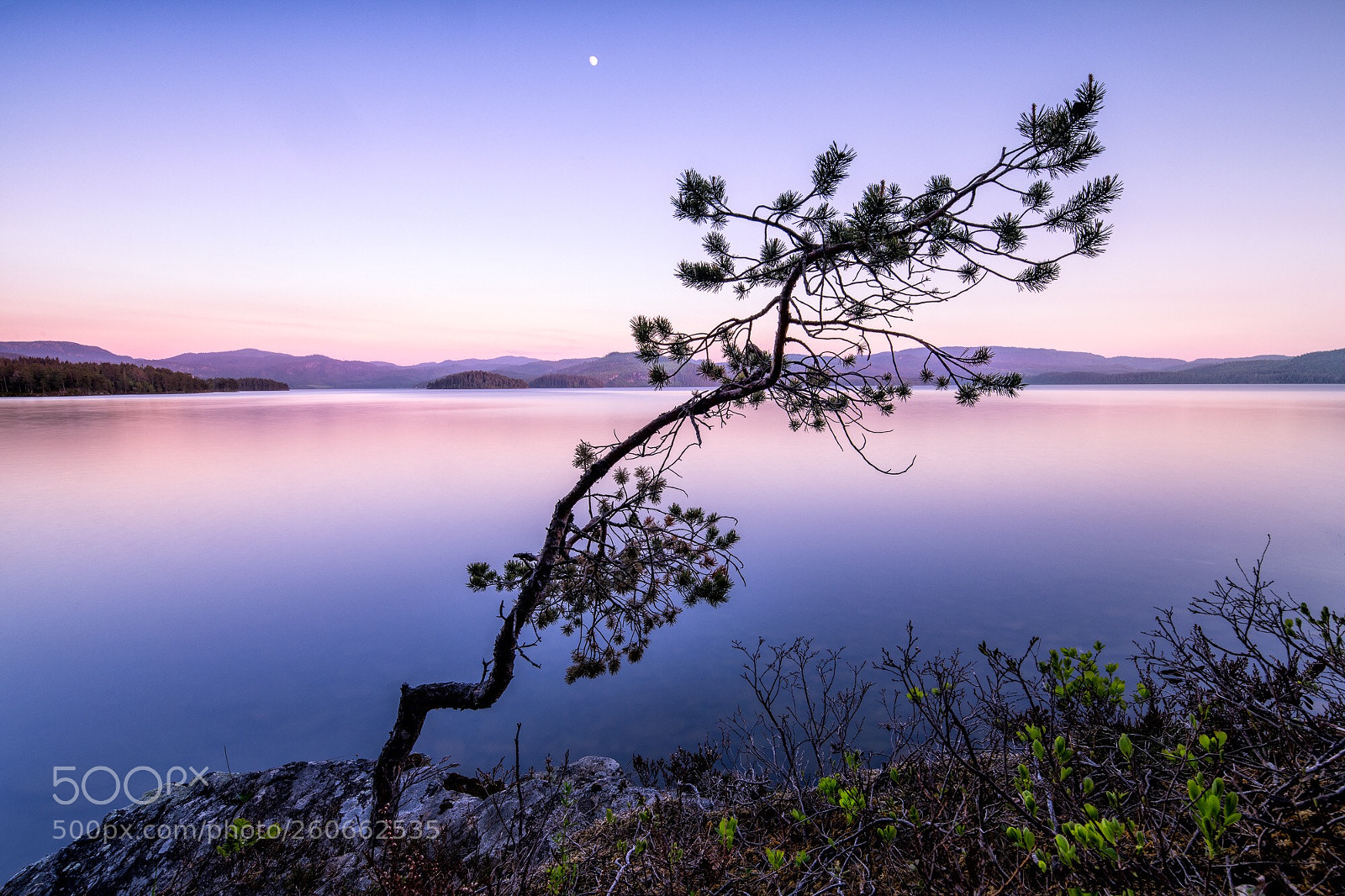 Nikon D850 sample photo. Tiny pine photography