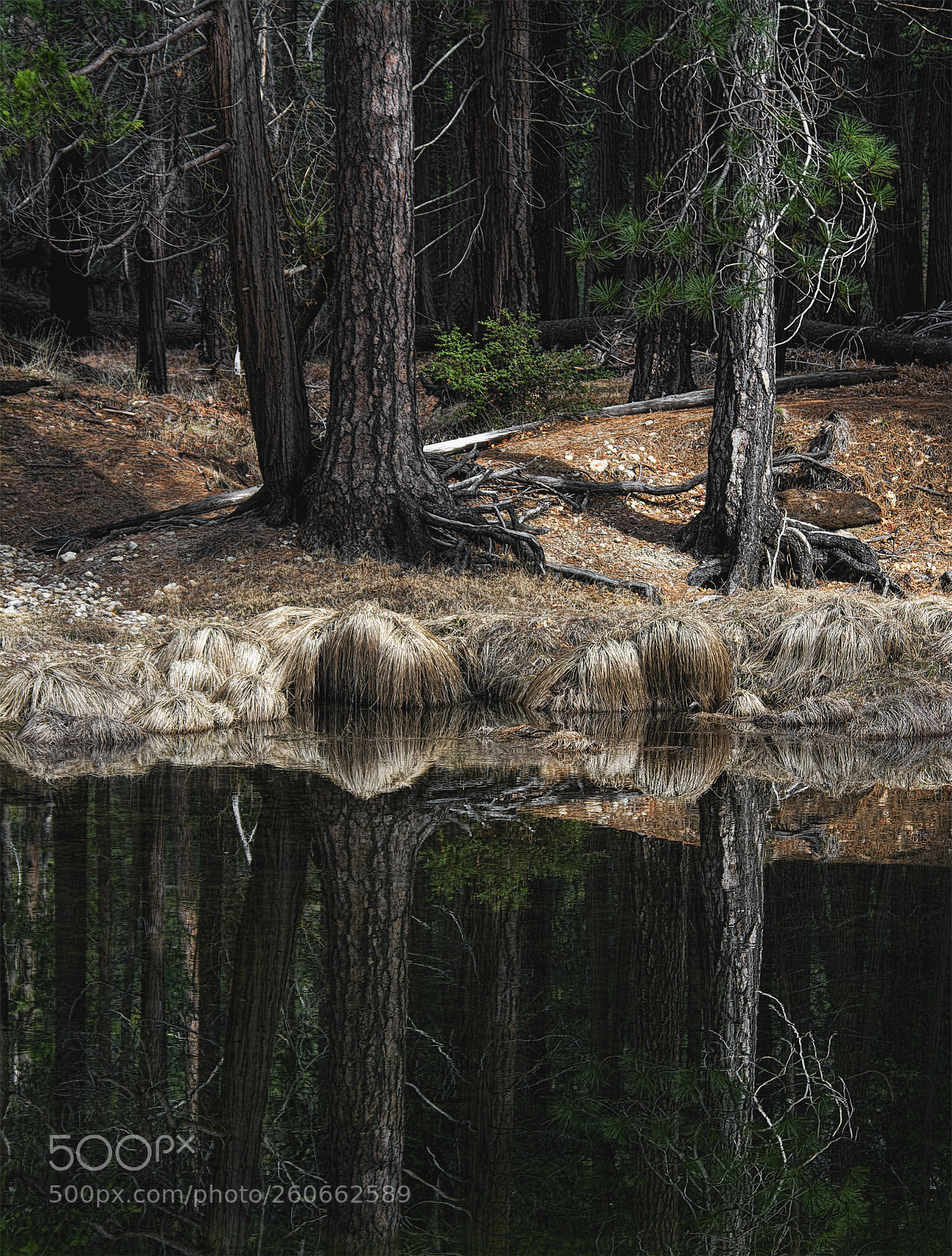 Nikon D7100 sample photo. Reflection photography