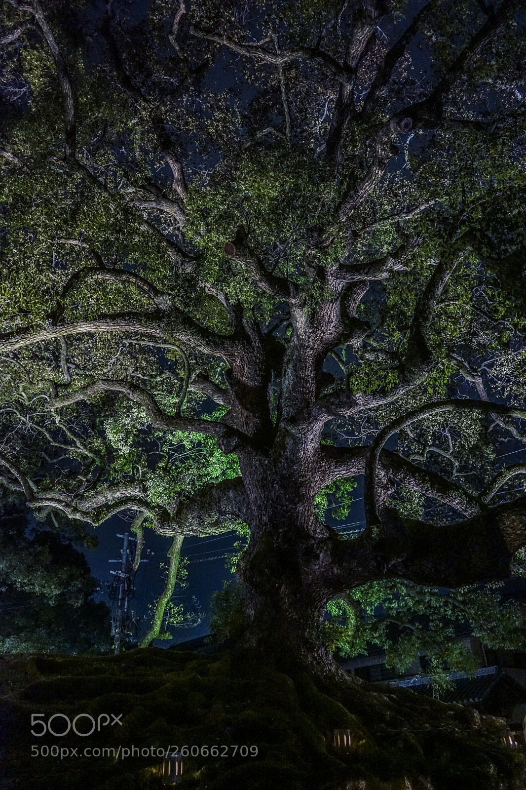 Sony a7 II sample photo. Tree of life photography