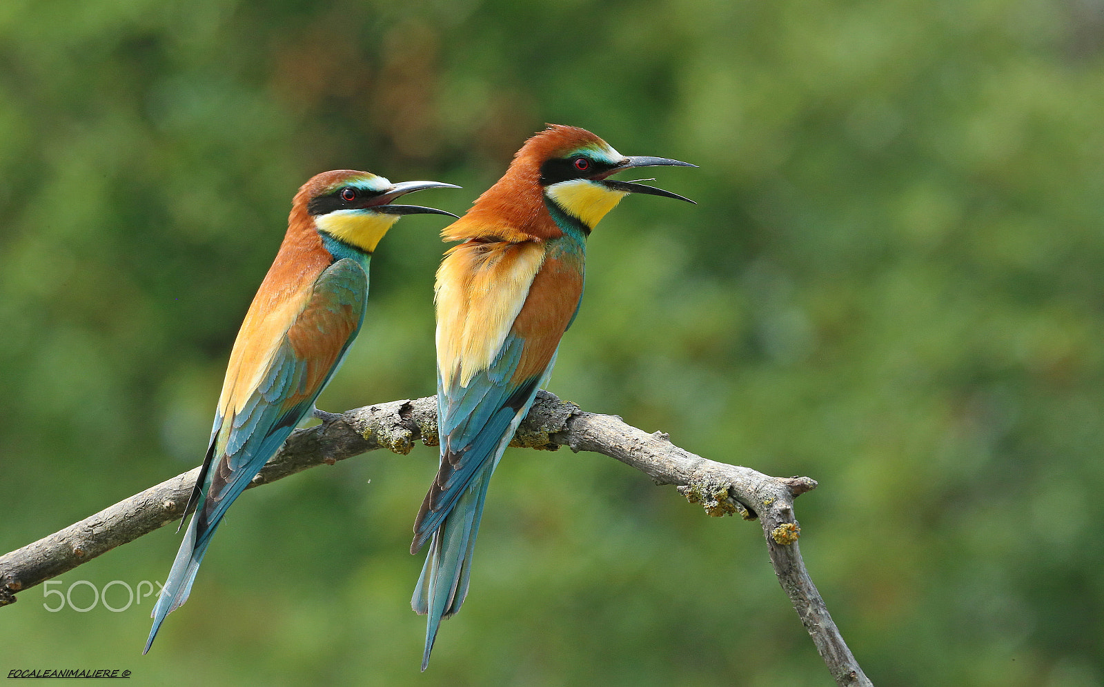 Canon EOS-1D X + Canon EF 500mm F4L IS USM sample photo. Focaleanimaliere © photography