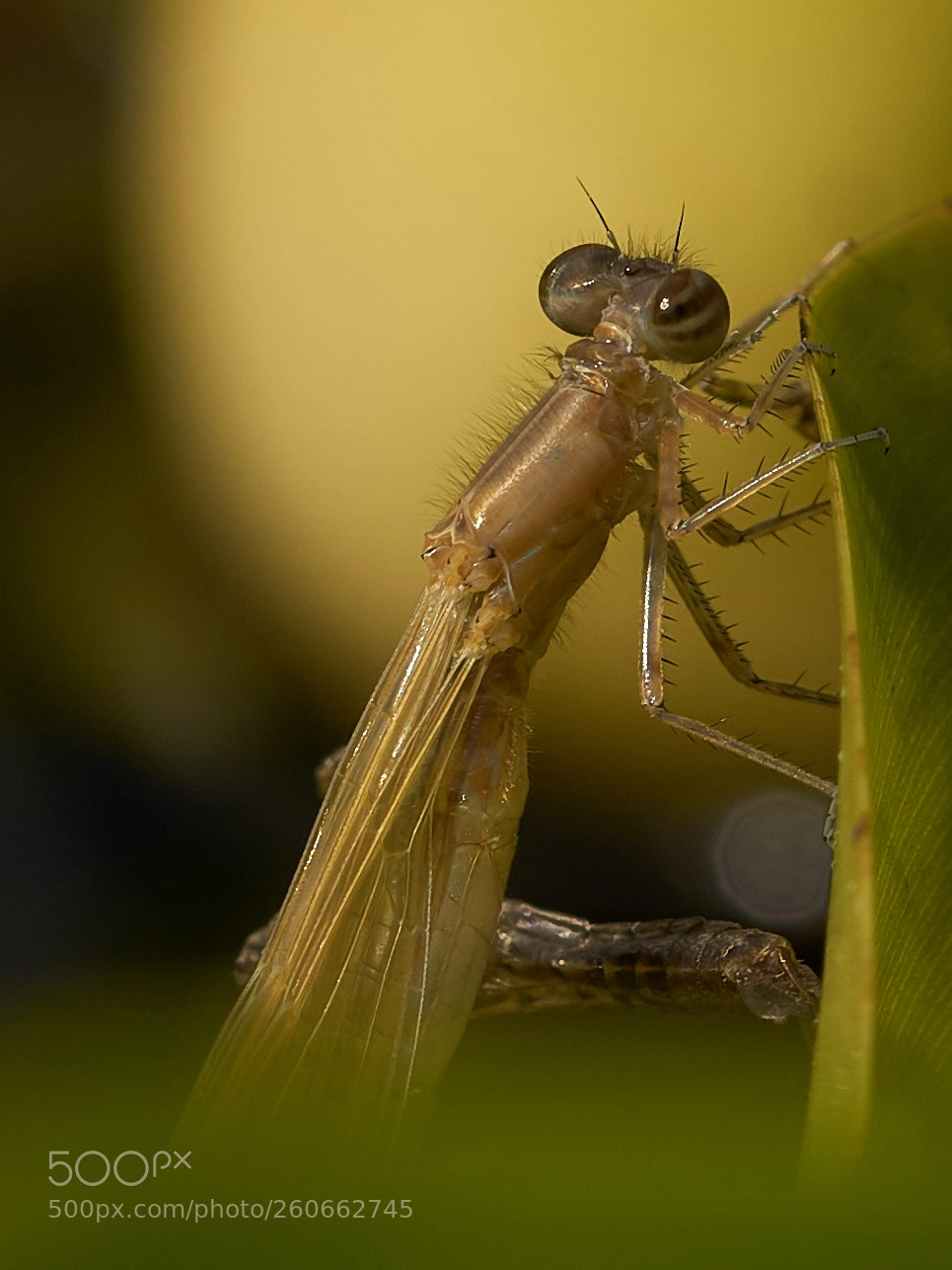 Sony ILCA-77M2 sample photo. Kleinlibelle photography