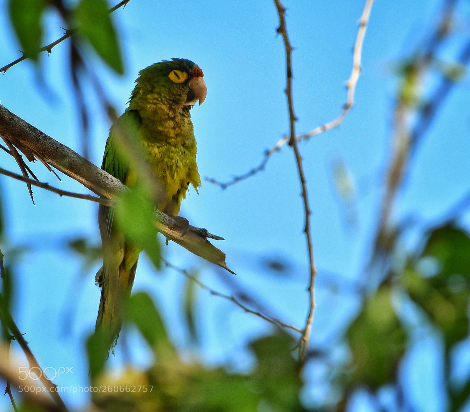 Nikon D7500 sample photo. Dormitando. periquita frente naranja photography