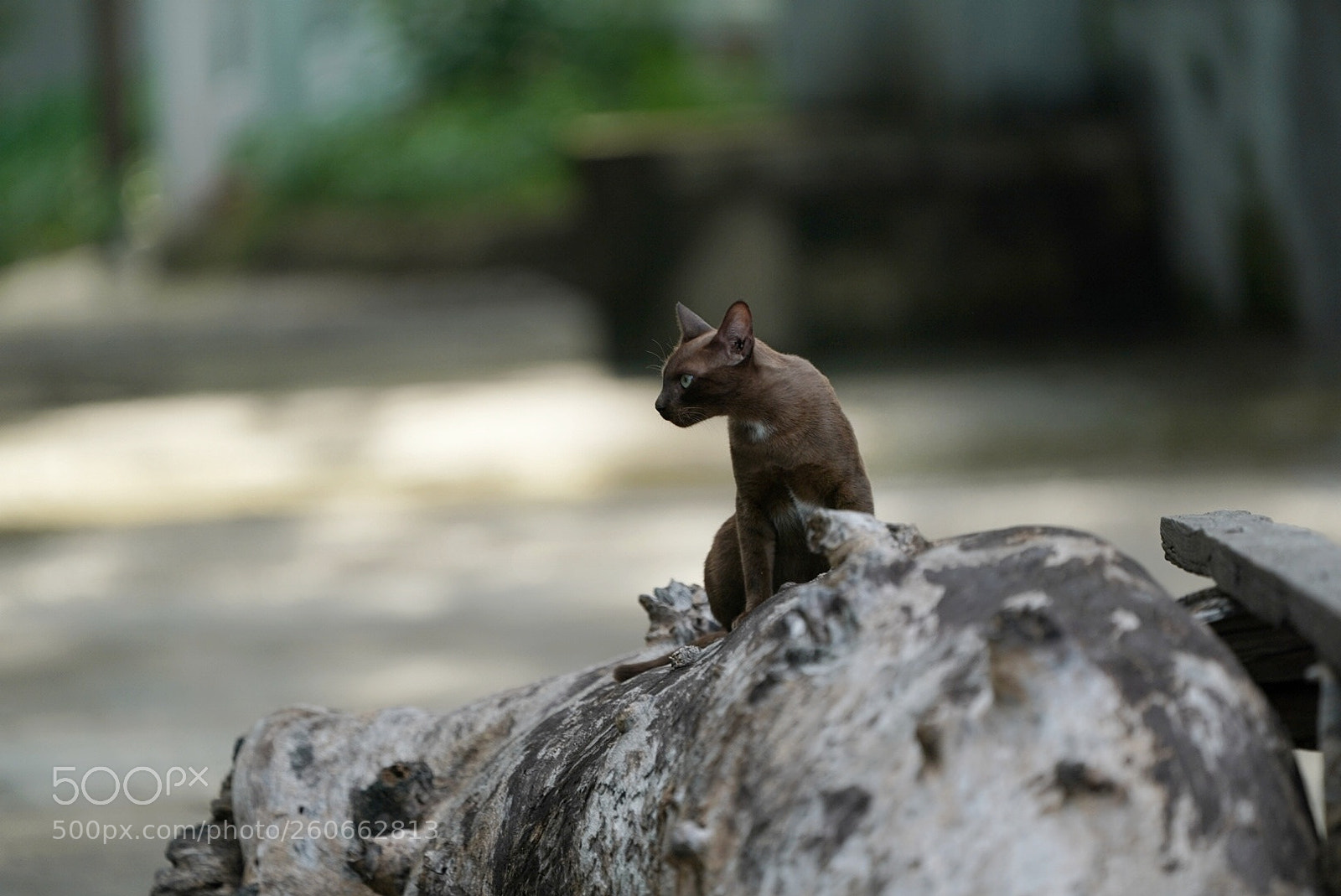 Sony a9 sample photo. Untitled photography