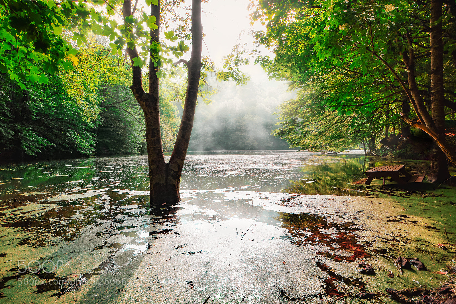 Nikon D5300 sample photo. Foggy lake photography