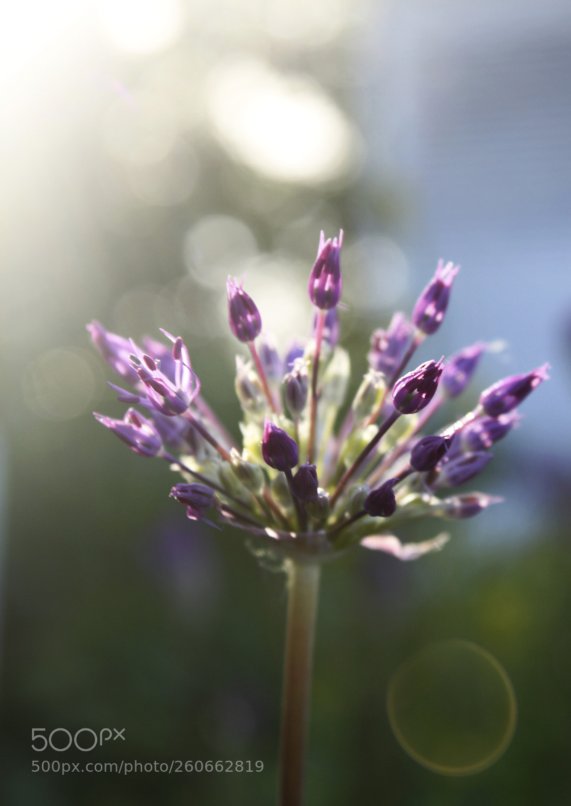 Canon EOS 500D (EOS Rebel T1i / EOS Kiss X3) sample photo. Bloomin' onion photography