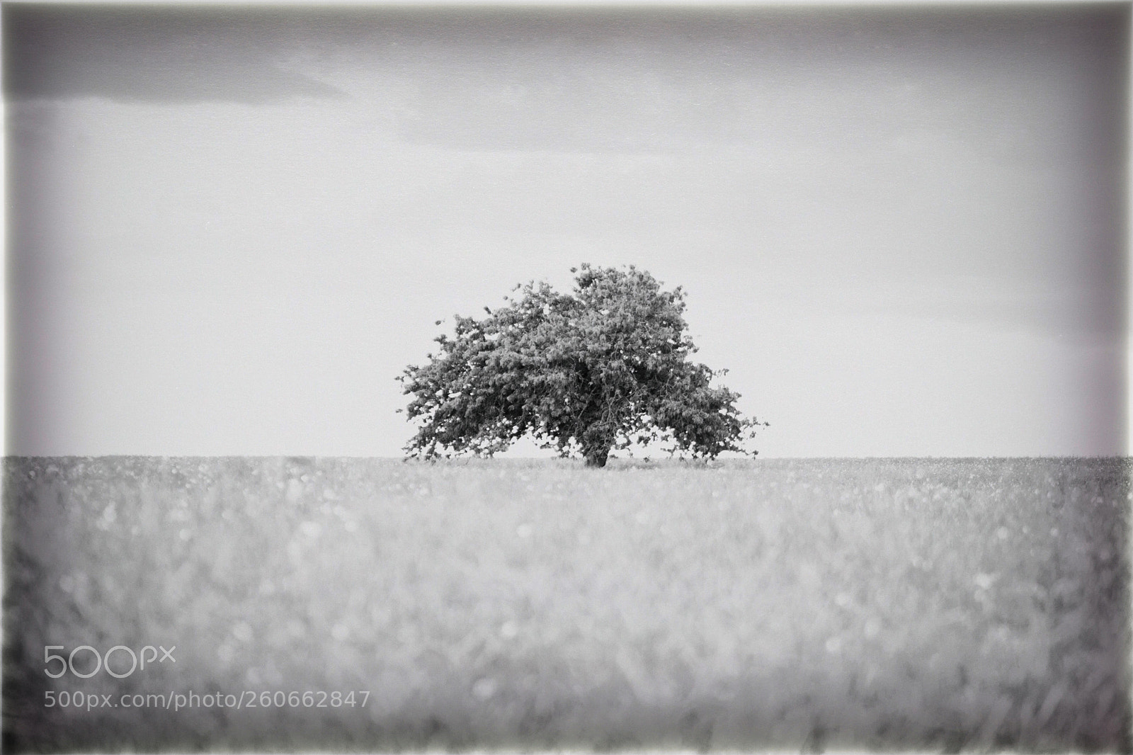 Canon EOS 7D sample photo. Lost in field photography