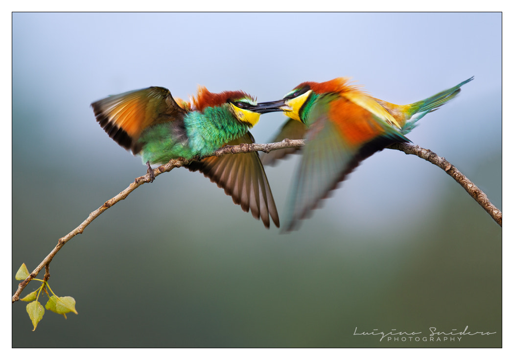 Canon EOS-1D Mark IV sample photo. The kiss - bee eaters fighting photography