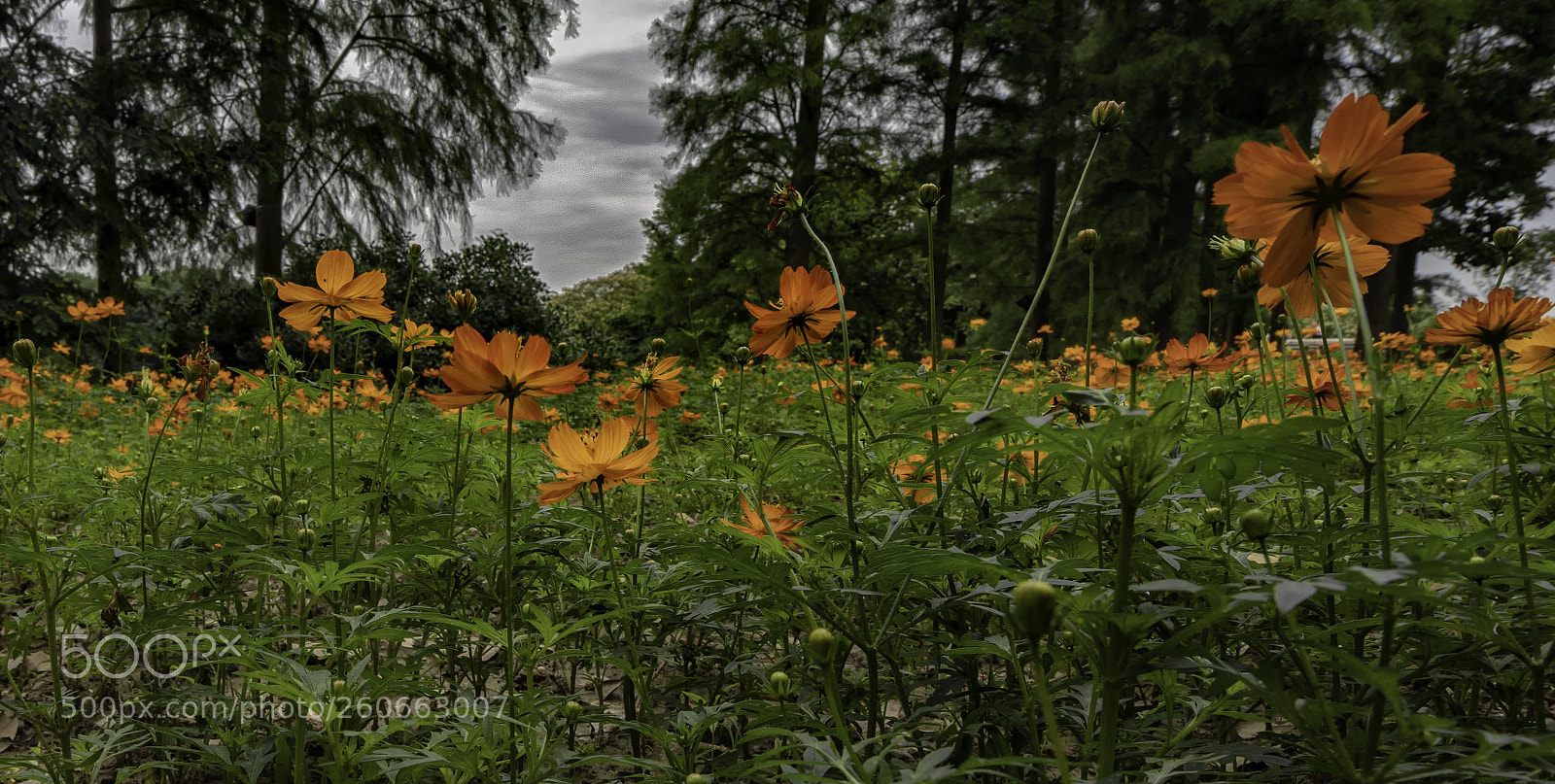Sony a7R III sample photo. Orange flowers photography