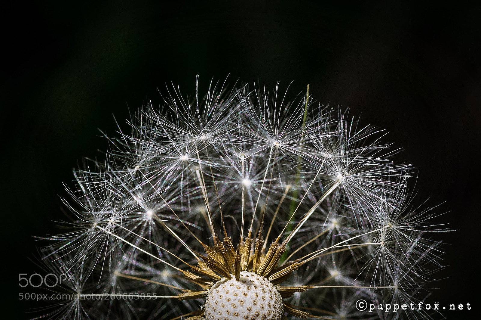 Pentax K-r sample photo. Ready, get set, go! photography