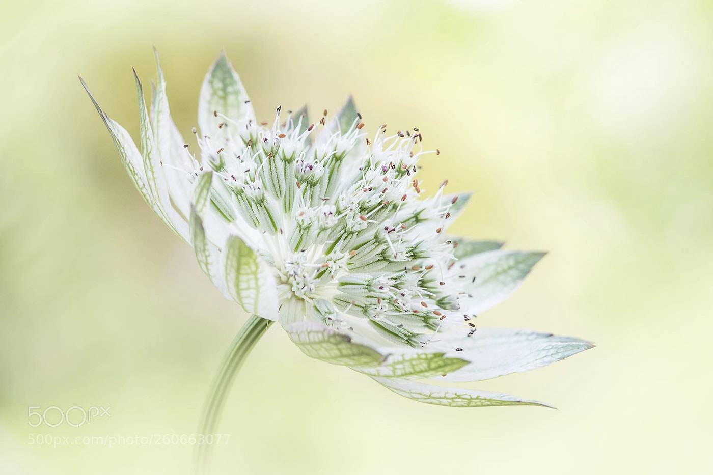 Canon EOS 7D Mark II sample photo. Astrantia photography
