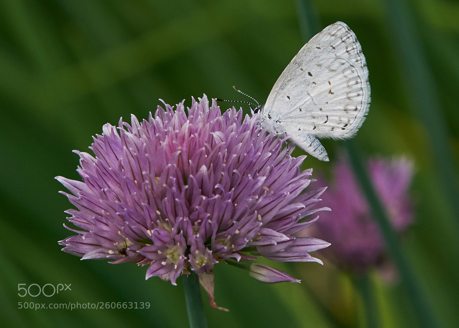 Sony a6000 sample photo. Summer azure on chives photography