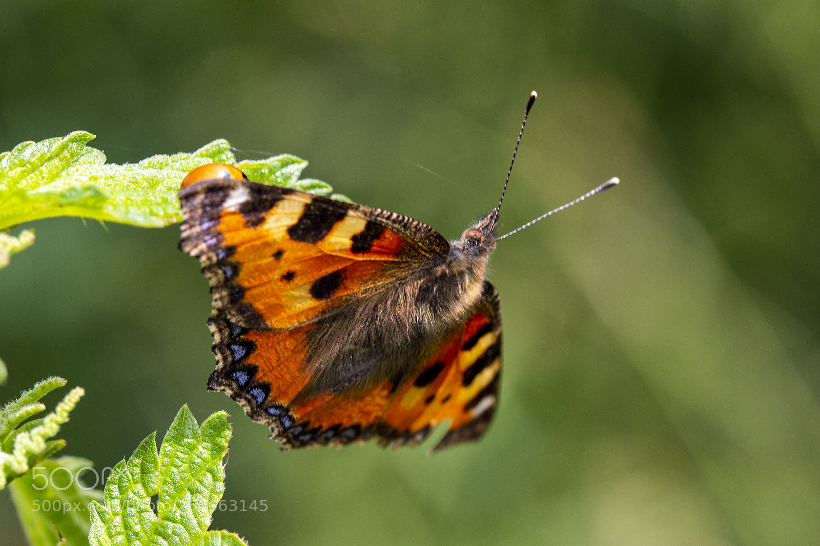Canon EOS 70D sample photo. Butterfly photography