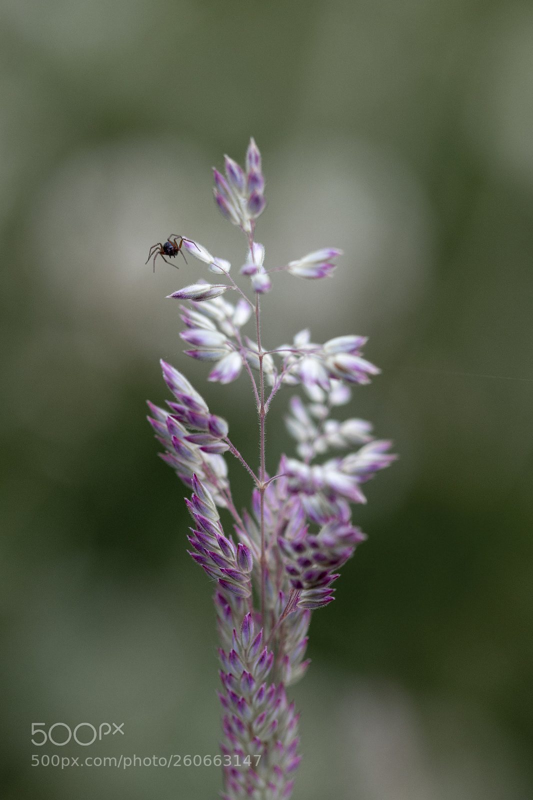 Canon EOS 70D sample photo. Spider photography
