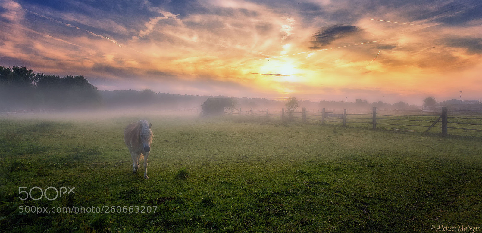 Canon EOS 6D sample photo. Horse in fog photography
