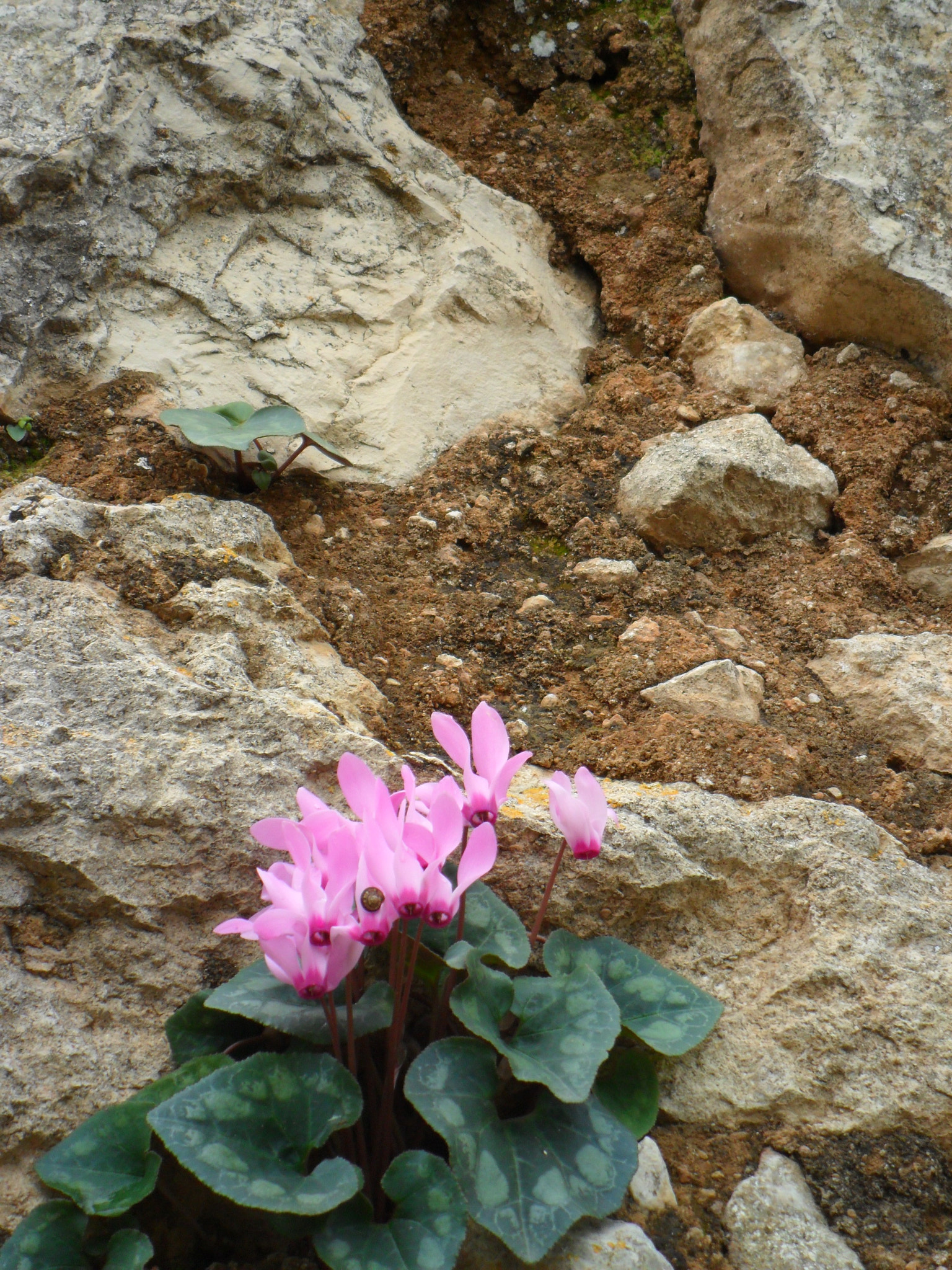 Samsung ES73 / VLUU ES73 /  SL605 sample photo. Israel. stones and flowers. study i. photography