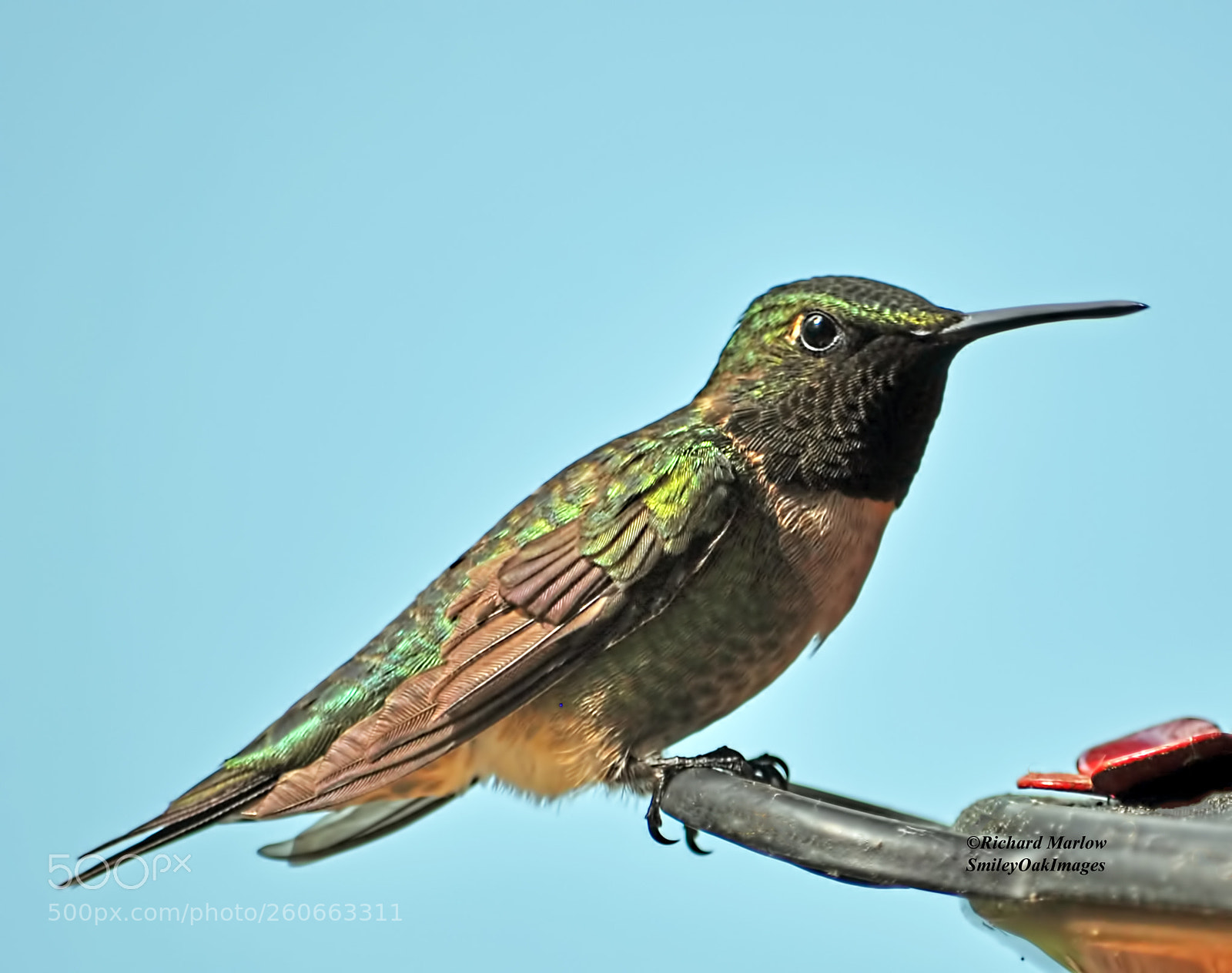 Nikon D5000 sample photo. Hummingbird photography