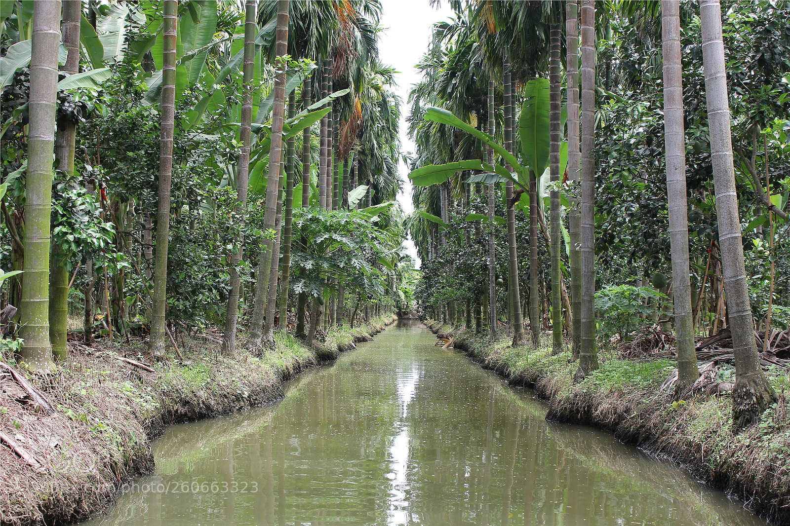 Canon EOS 700D (EOS Rebel T5i / EOS Kiss X7i) sample photo. Landscape coconut palm trees photography