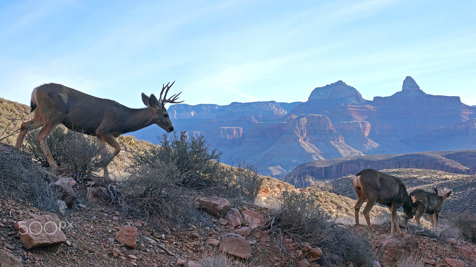 Sony Alpha NEX-6 sample photo. Grand canyon photography