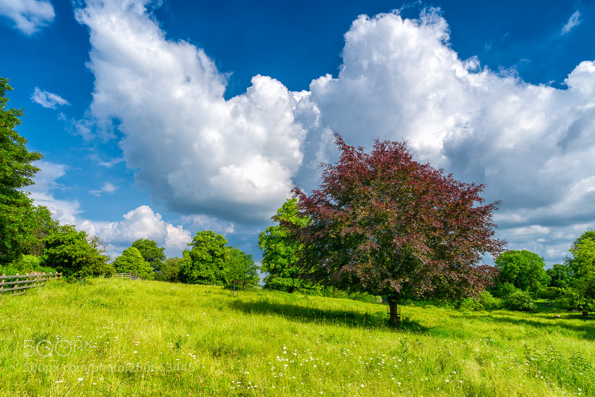 Sony a7R II sample photo. Dean's meadow photography