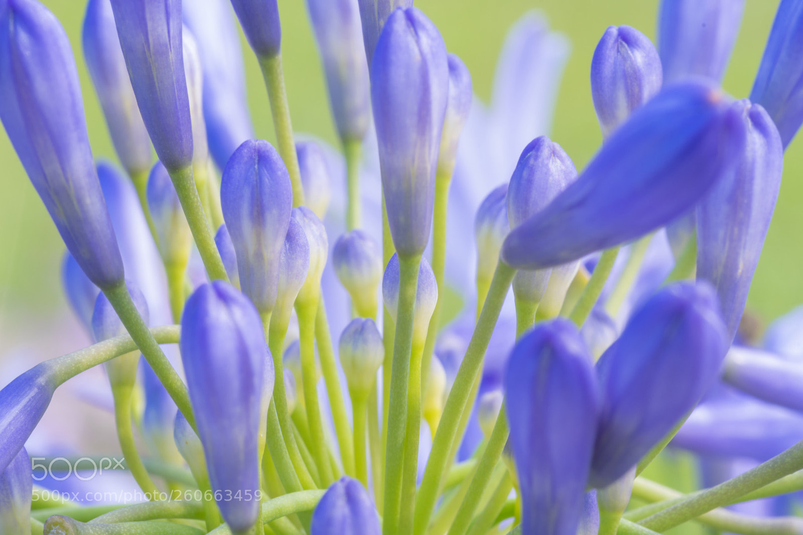 Nikon D500 sample photo. Agapanthus photography