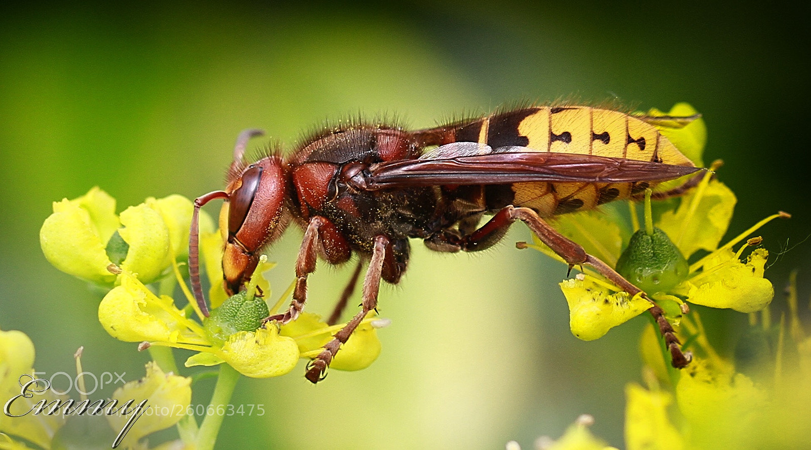 Canon EOS 7D sample photo. Hornet photography