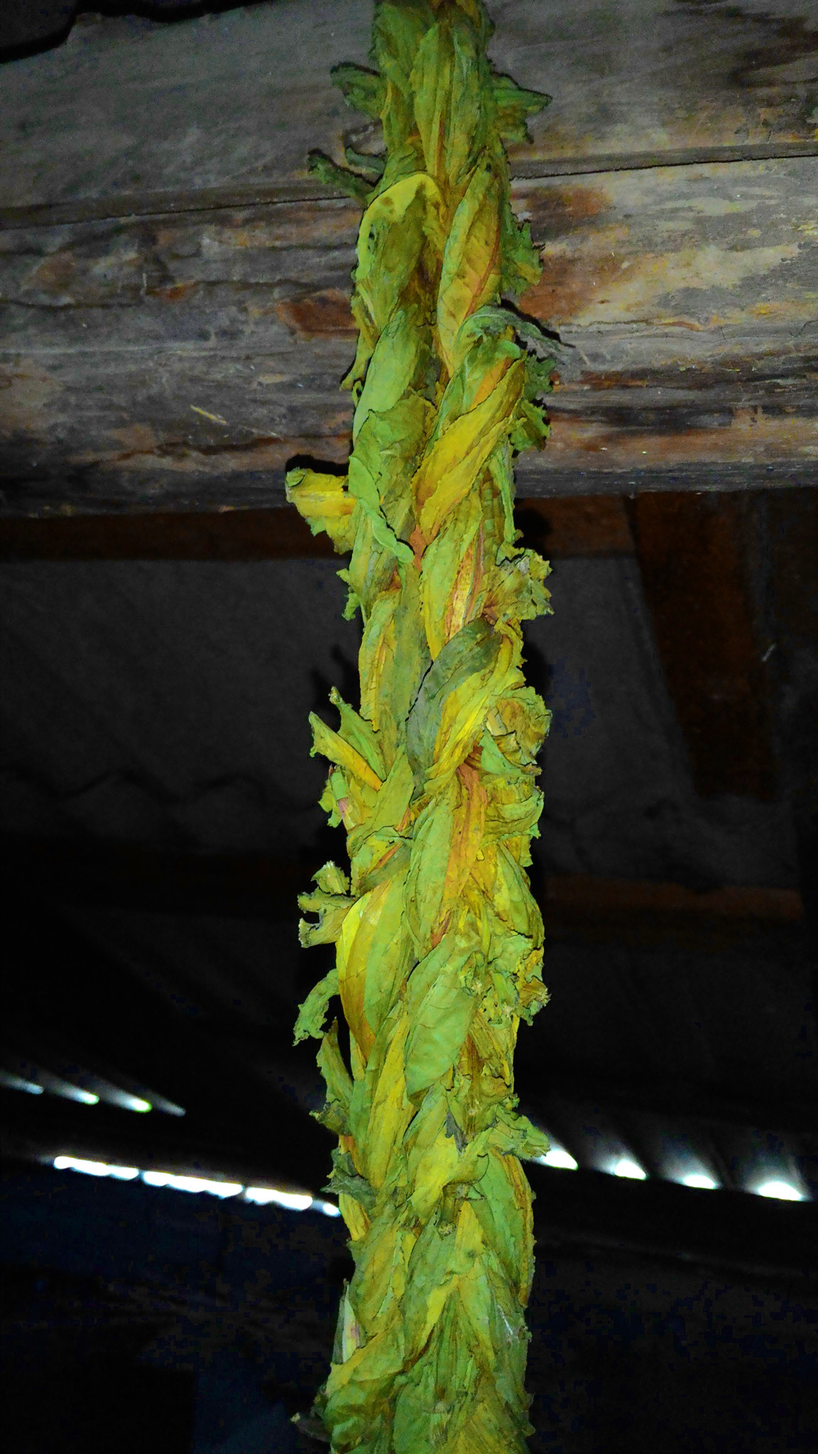 ASUS Z002 sample photo. Braided sorrel in the attic) photography