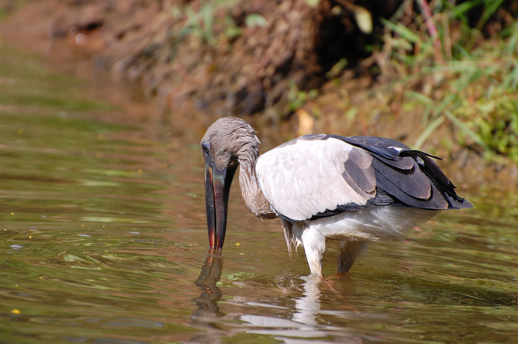Nikon D40 sample photo. Open billed stork photography