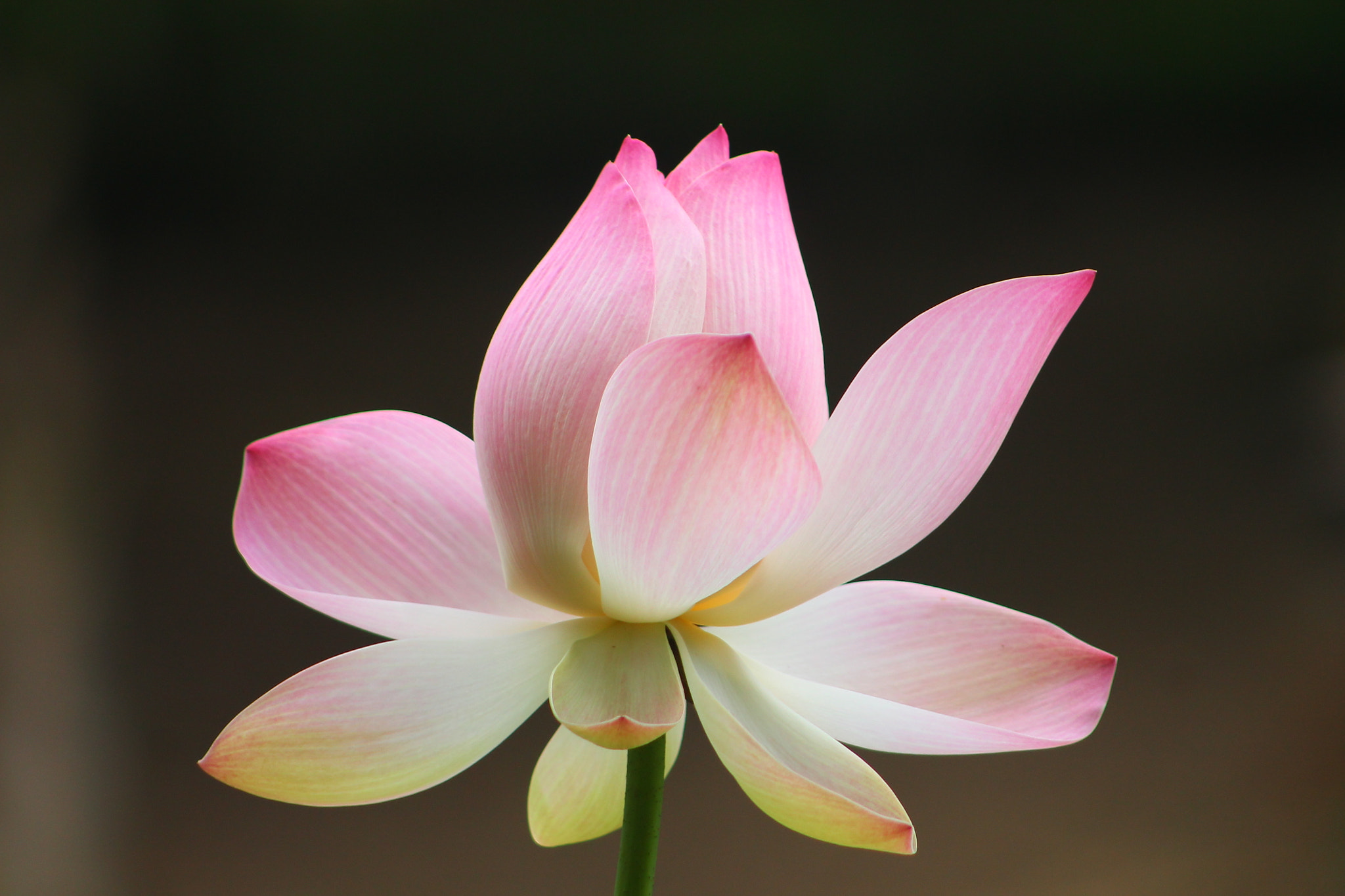 Canon EF 75-300mm f/4-5.6 sample photo. Purity photography