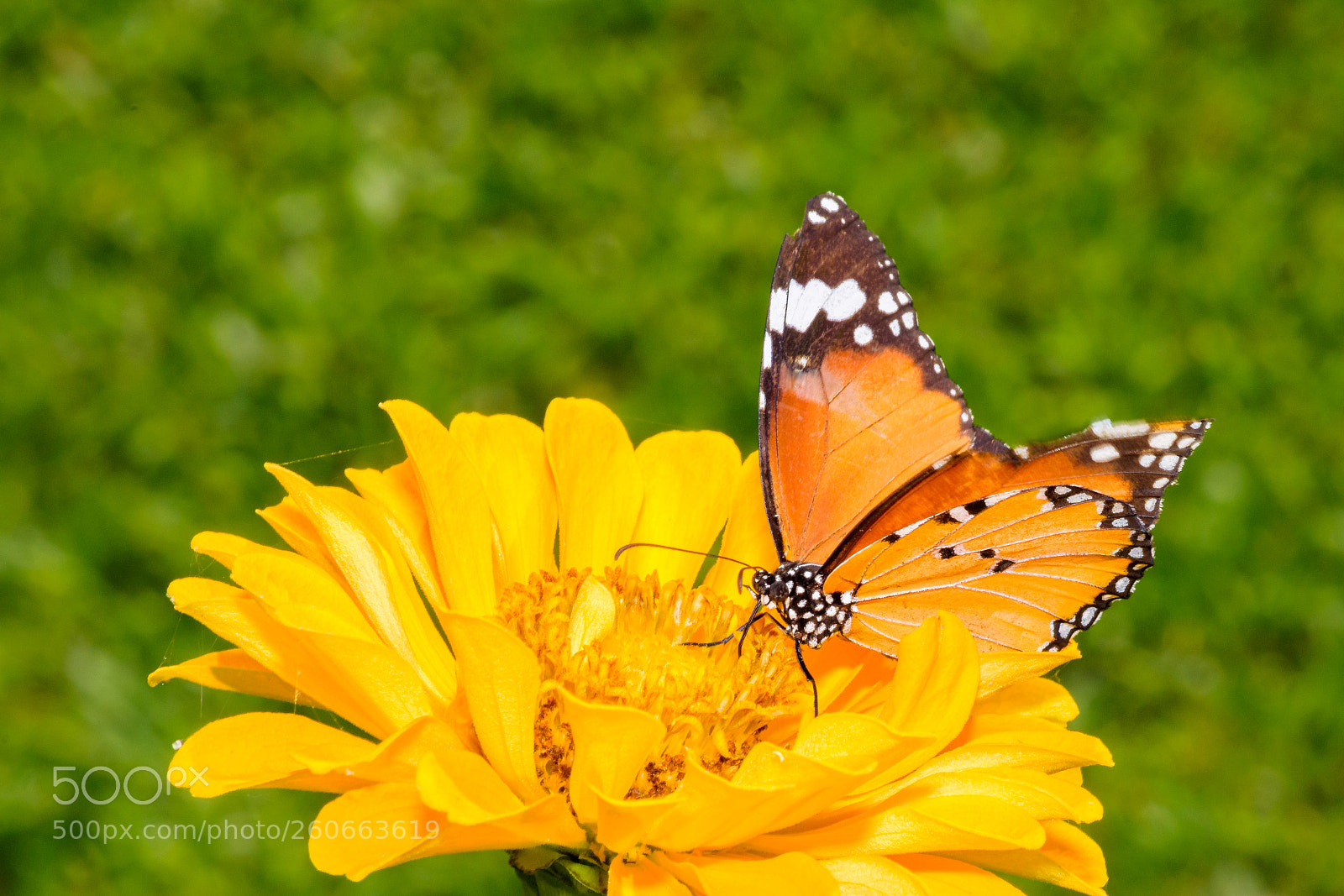 Nikon D7200 sample photo. Plain tiger or african photography