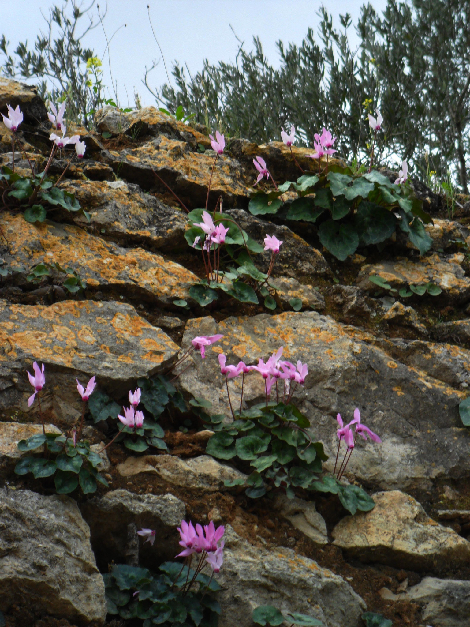 Samsung ES73 / VLUU ES73 /  SL605 sample photo. Israel. stones and flowers. study iii. photography