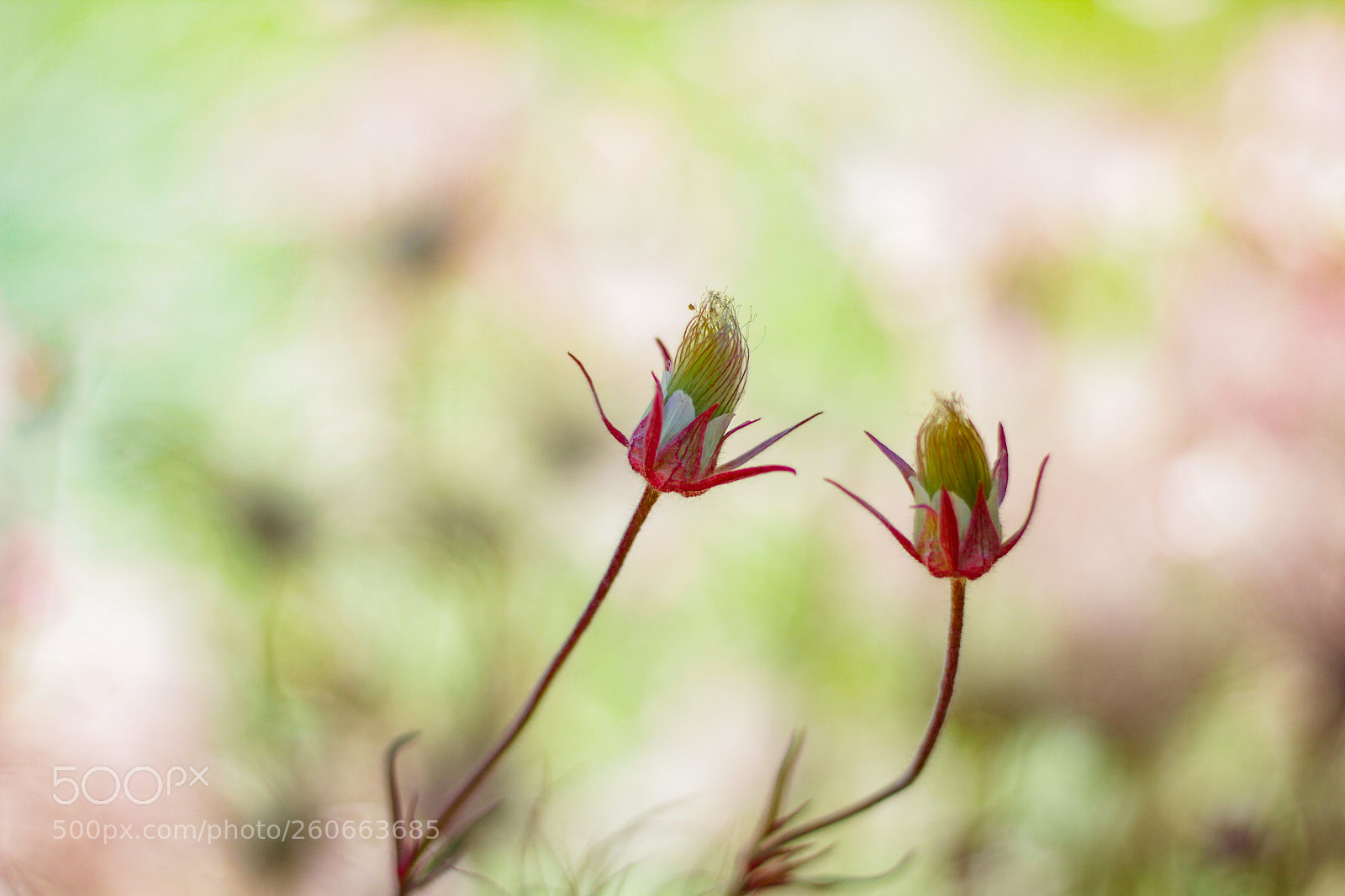 Canon EOS 7D sample photo. Twin flowers photography