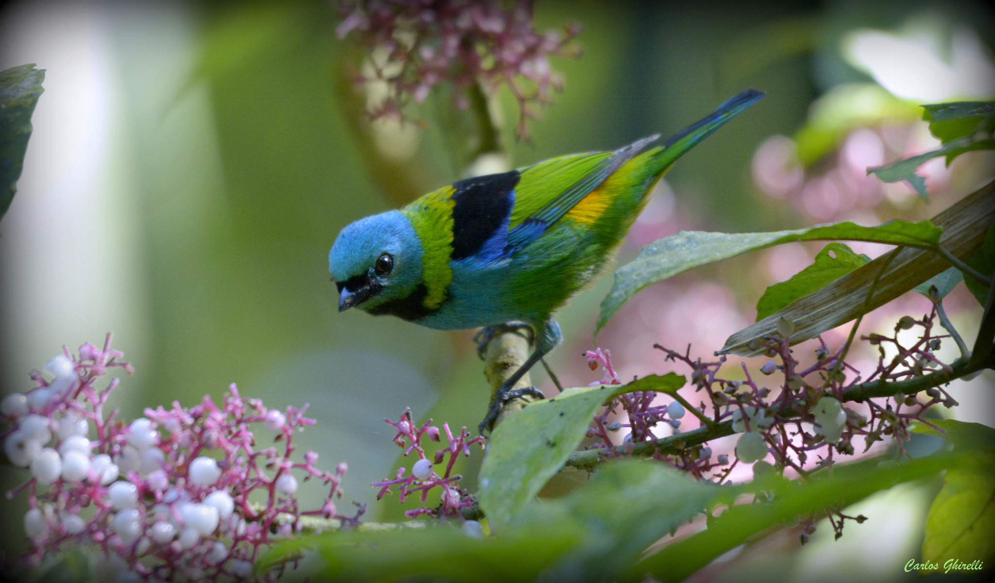 Sigma 120-400mm F4.5-5.6 DG OS HSM sample photo. Saíra sete cores (tangara seledon), green-headed tanager, male. photography