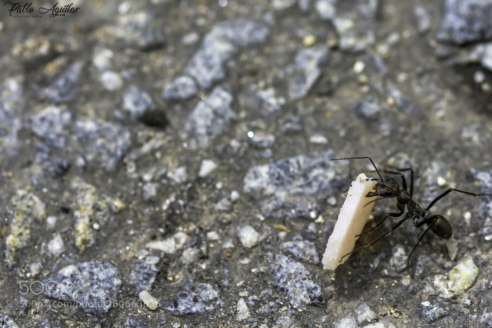 Nikon D7200 sample photo. Ant working photography