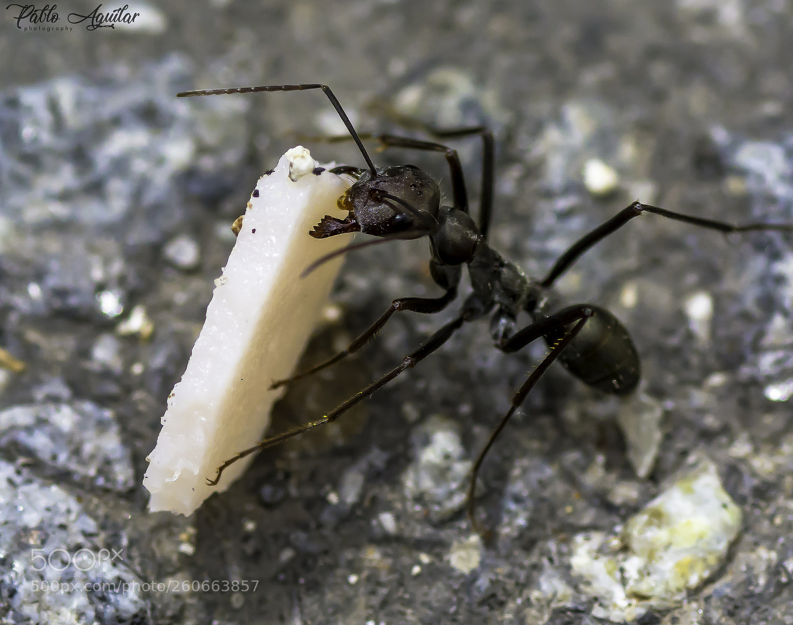 Nikon D7200 sample photo. Ant working photography