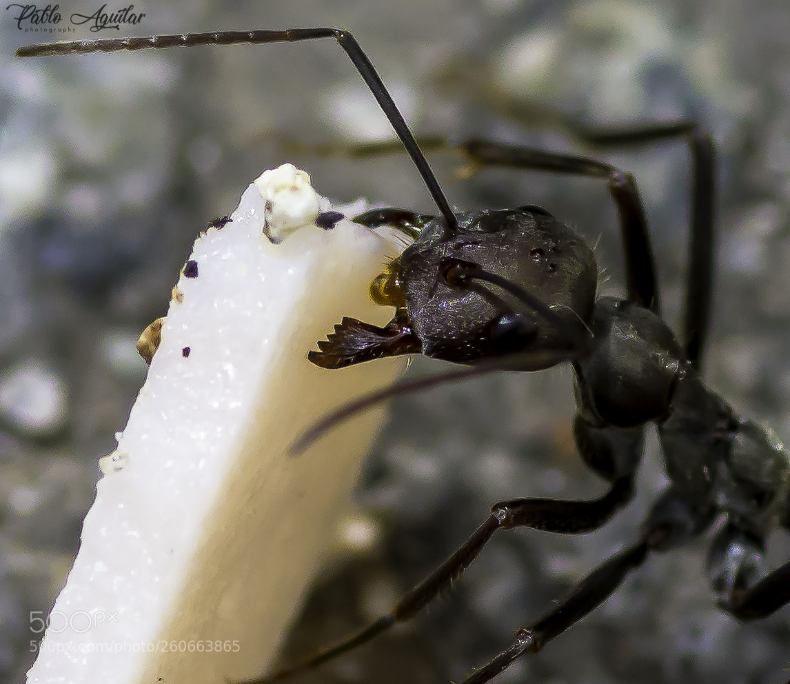 Nikon D7200 sample photo. Ant working photography